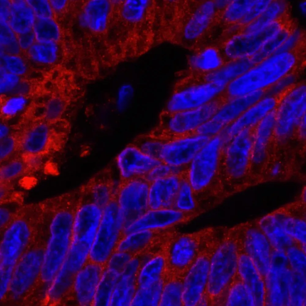 Rabbit anti-Reticulocalbin-1 IHC Antibody, Affinity Purified