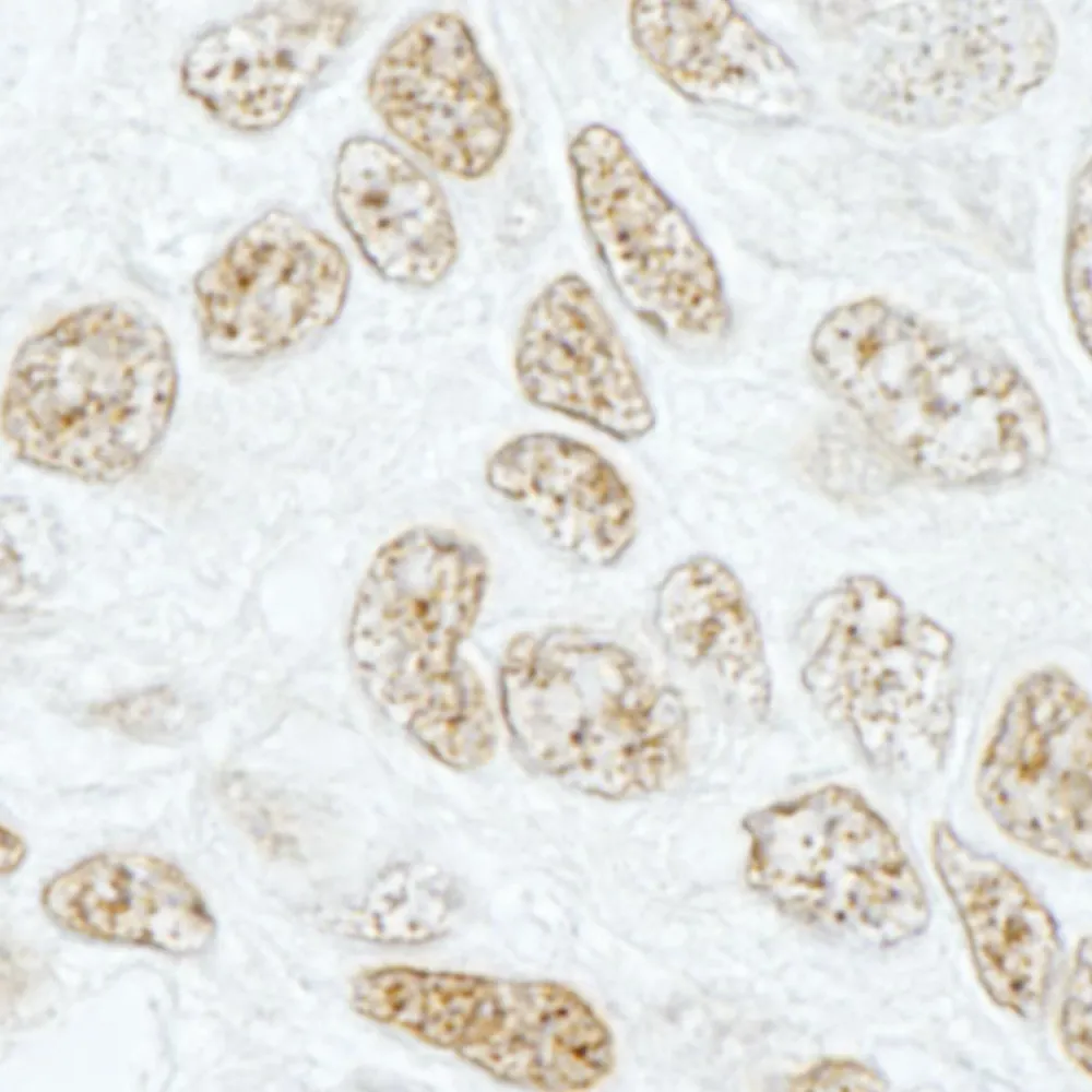 Rabbit anti-SF3b155/SAP155 IHC Antibody, Affinity Purified