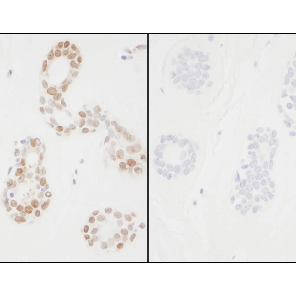 Rabbit anti-Phospho PCNA (Y211) IHC Antibody, Affinity Purified