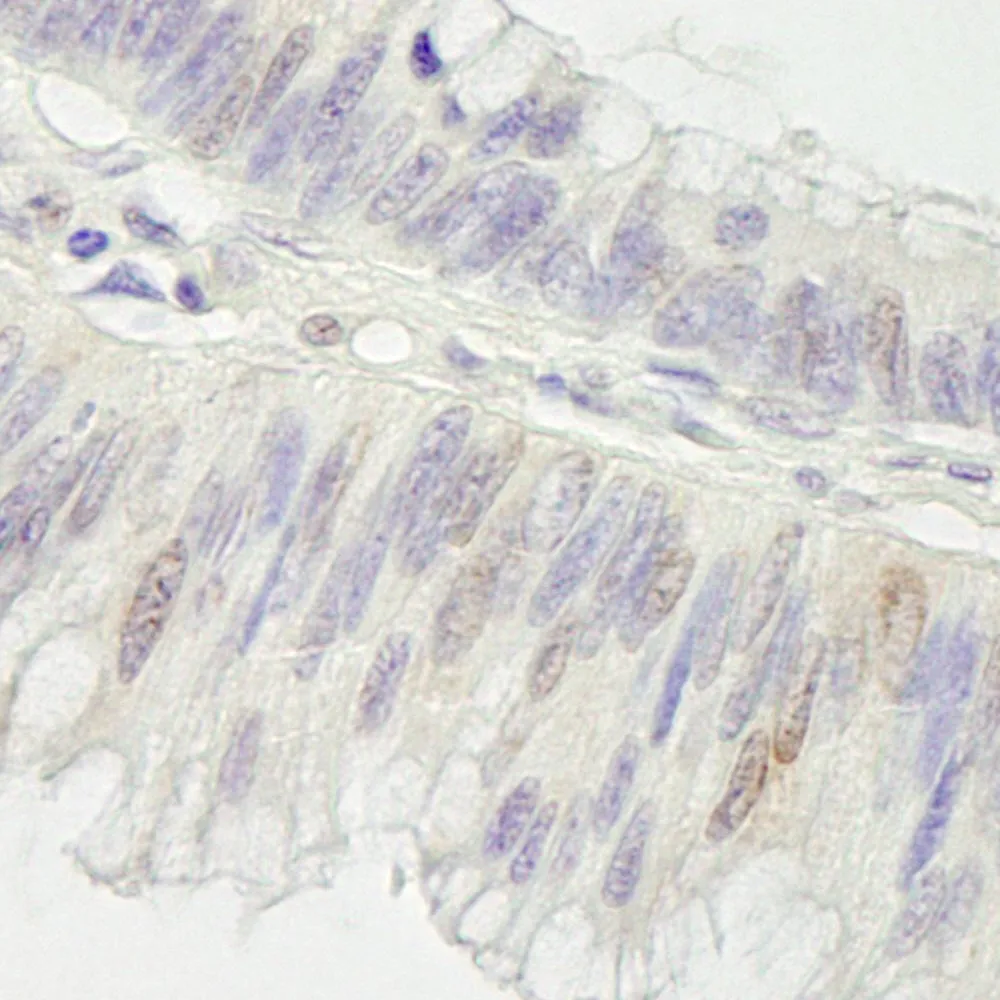 Rabbit anti-Cul3 IHC Antibody, Affinity Purified