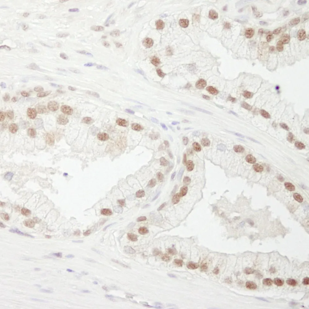Rabbit anti-CSTF77 IHC Antibody, Affinity Purified
