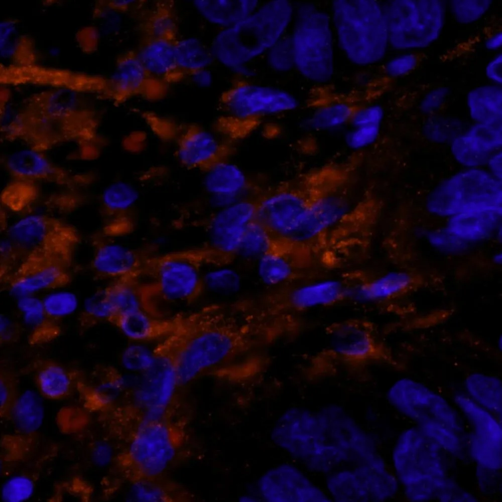 Rabbit anti-Filamin A IHC Antibody, Affinity Purified