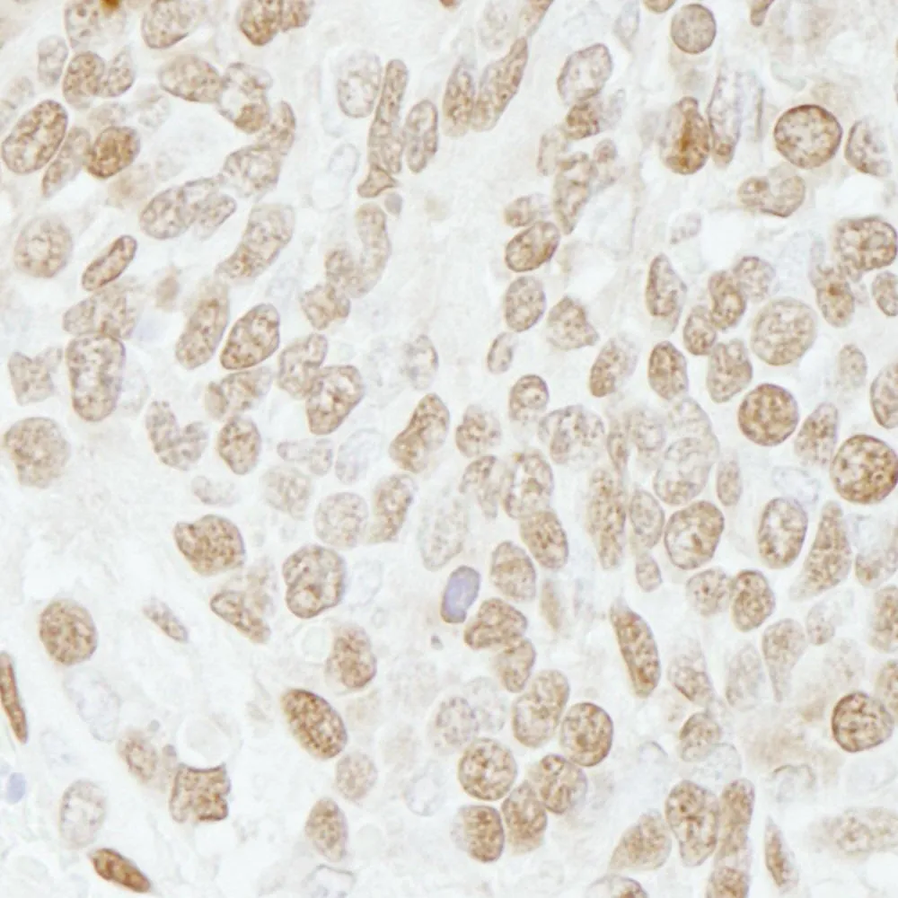 Rabbit anti-PC4 IHC Antibody, Affinity Purified