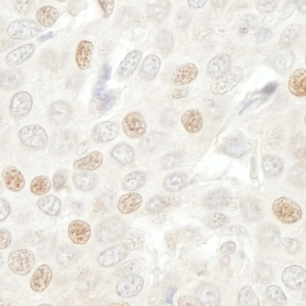 Rabbit anti-CDC20 IHC Antibody, Affinity Purified