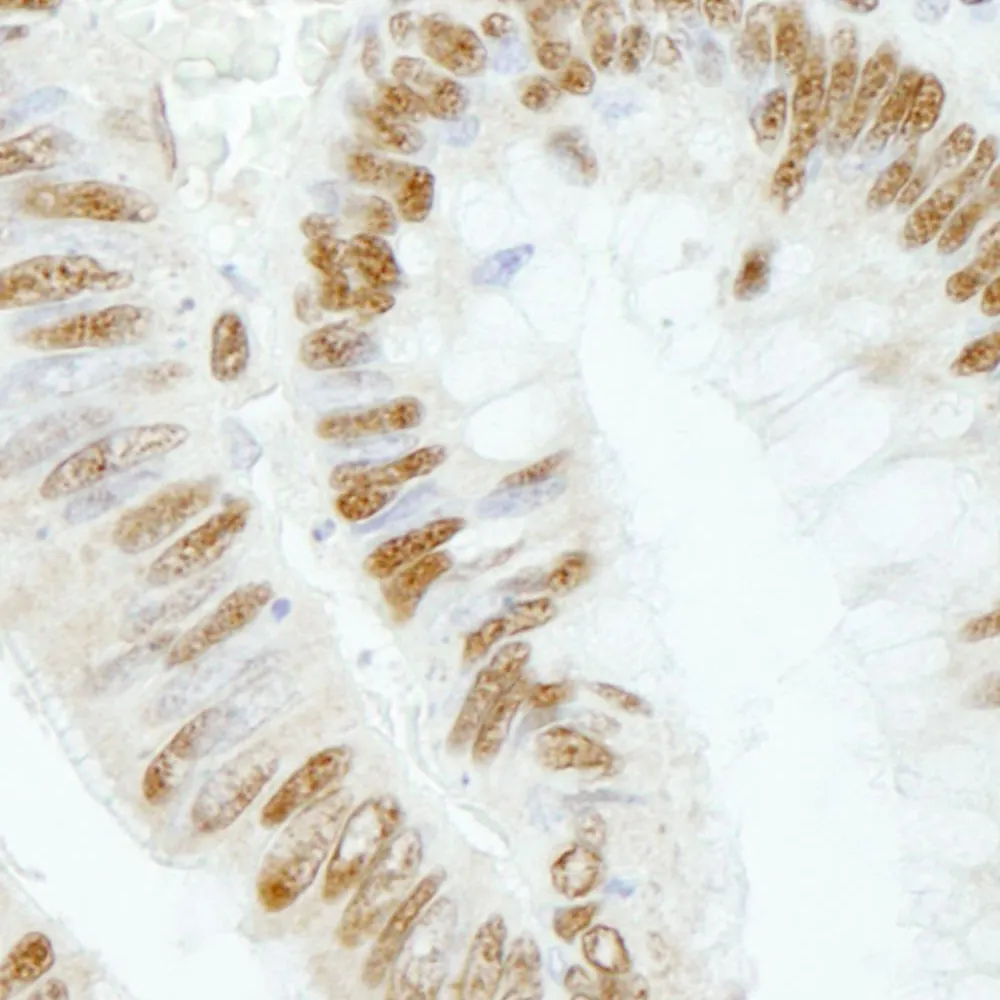 Rabbit anti-RBM25/RED120 IHC Antibody, Affinity Purified