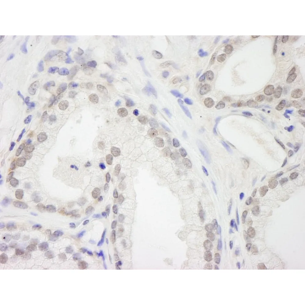 Rabbit anti-RBM12 IHC Antibody, Affinity Purified