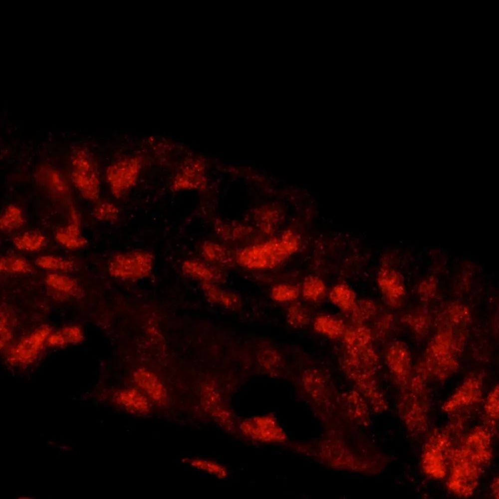 Rabbit anti-NBS1 IHC Antibody, affinity purified