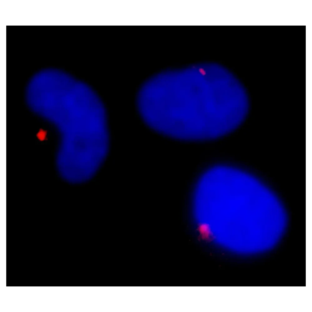 Rabbit anti-Pericentrin/Kendrin IHC Antibody, affinity purified