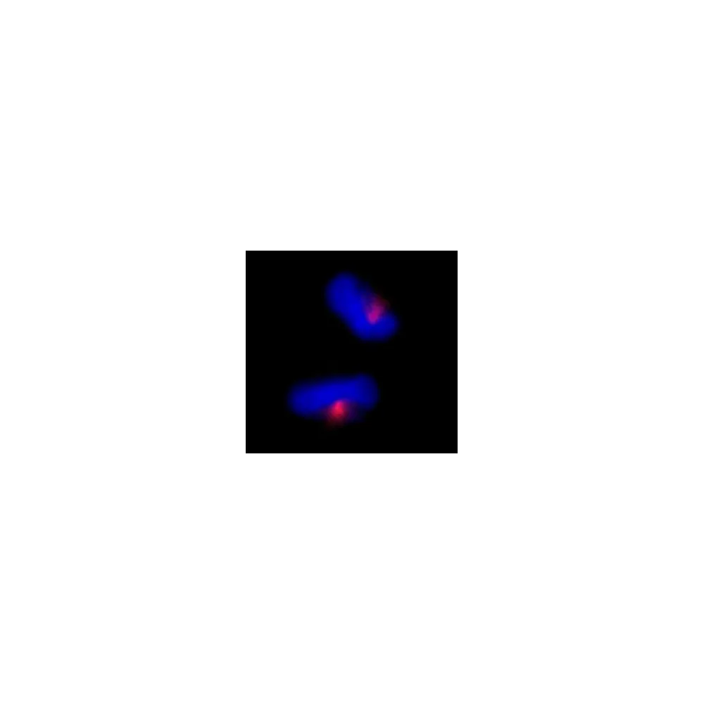 Rabbit anti-CEP170 IHC Antibody, Affinity Purified