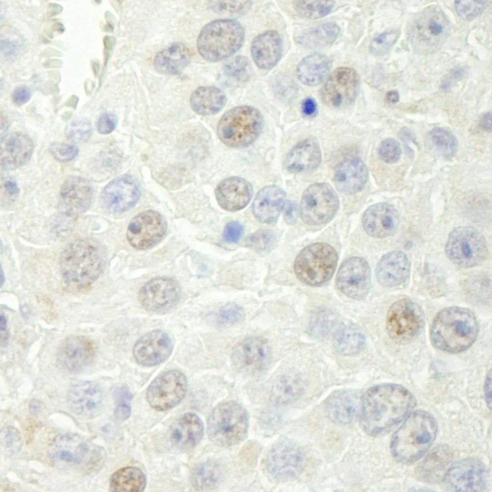 Rabbit anti-Rtf1 IHC Antibody, Affinity Purified