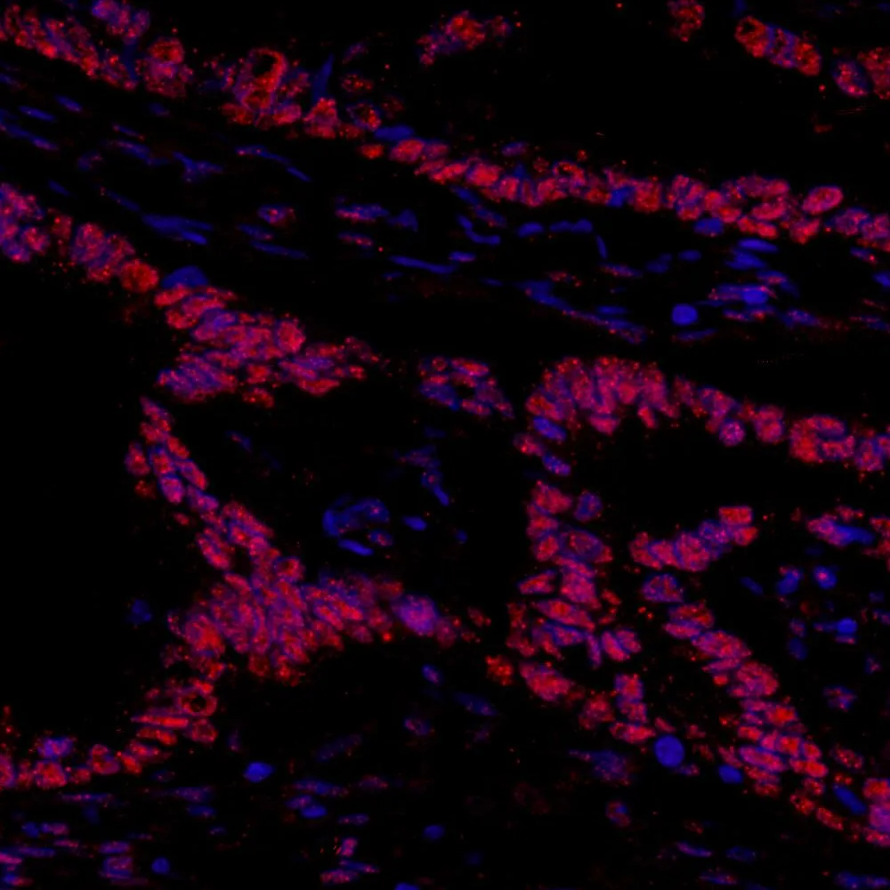 Rabbit anti-GTF2I/TFII-I IHC Antibody, Affinity Purified