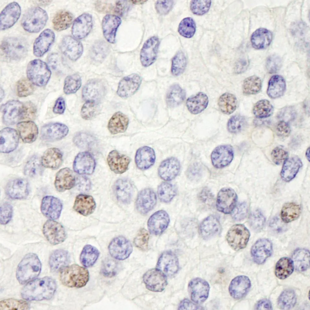 Rabbit anti-DEK IHC Antibody, Affinity Purified