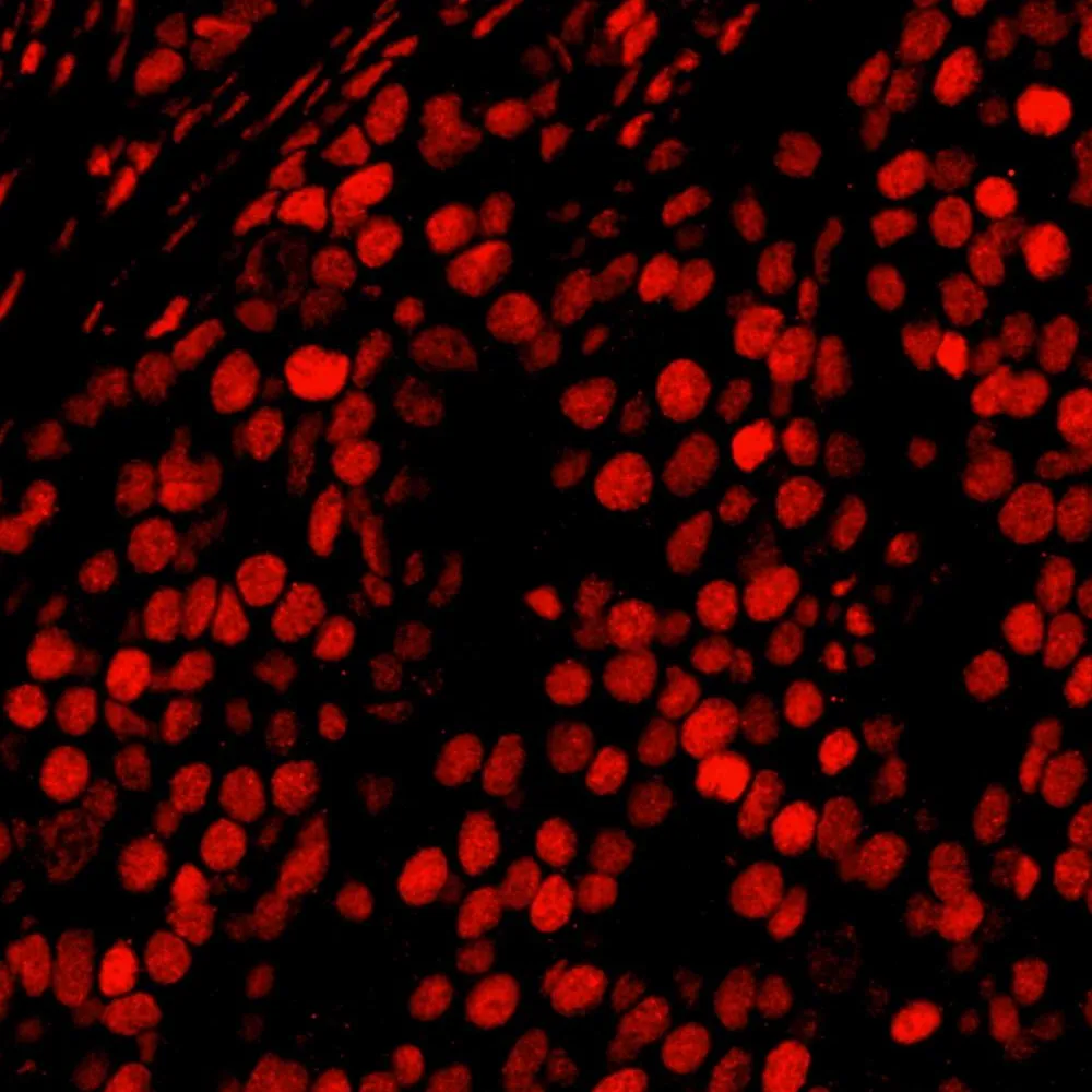 Rabbit anti-AKAP8L/HA95 IHC Antibody, Affinity Purified