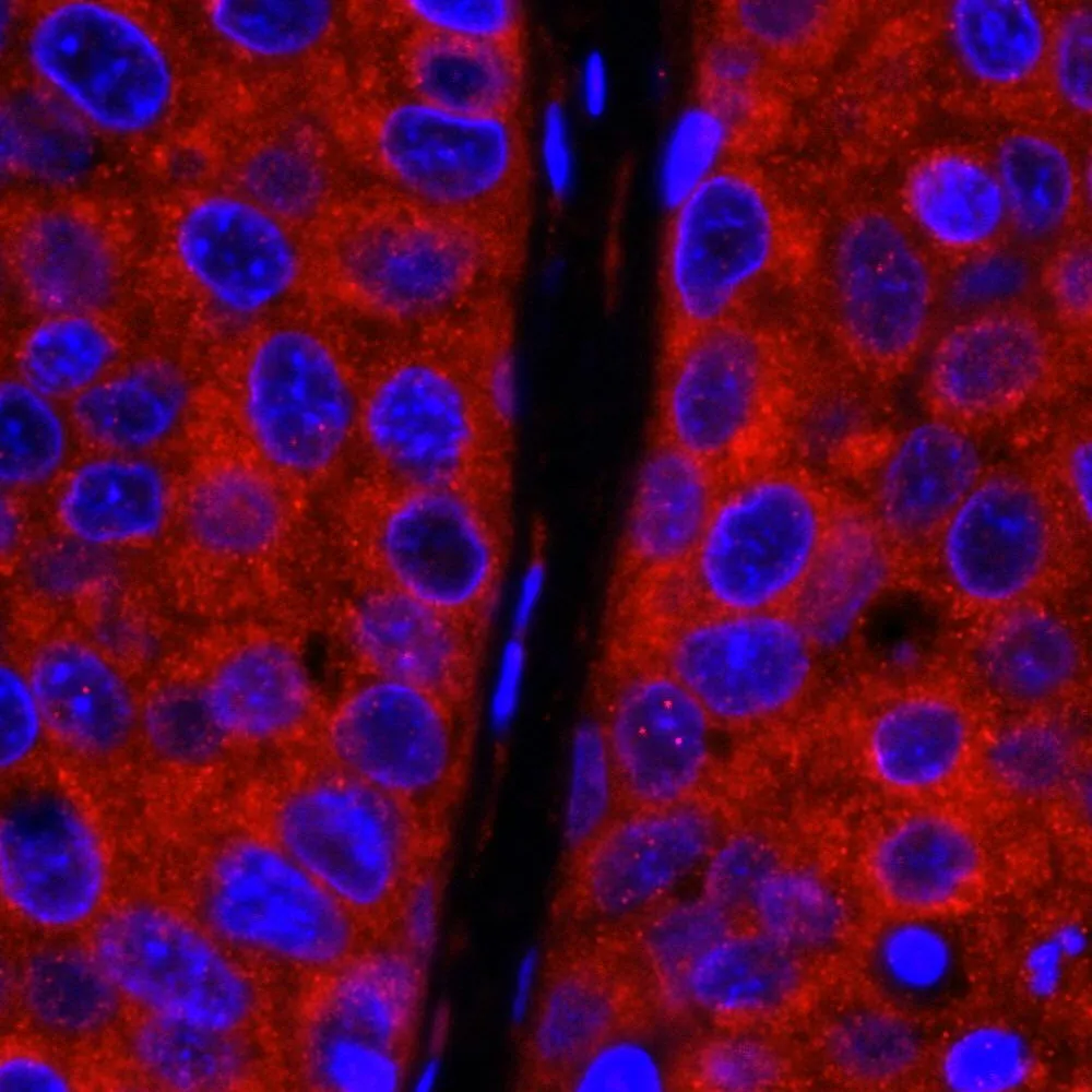 Rabbit anti-CAD IHC Antibody, Affinity Purified