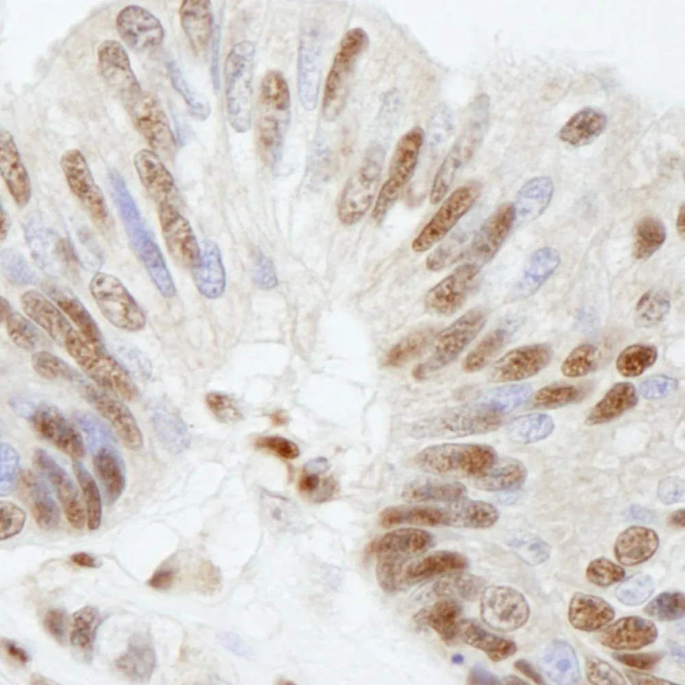 Rabbit anti-FKBP5/FKBP51 IHC Antibody, Affinity Purified