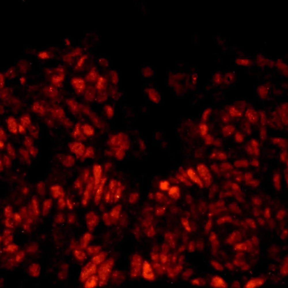 Rabbit anti-DFF45/DFFA IHC Antibody, Affinity Purified