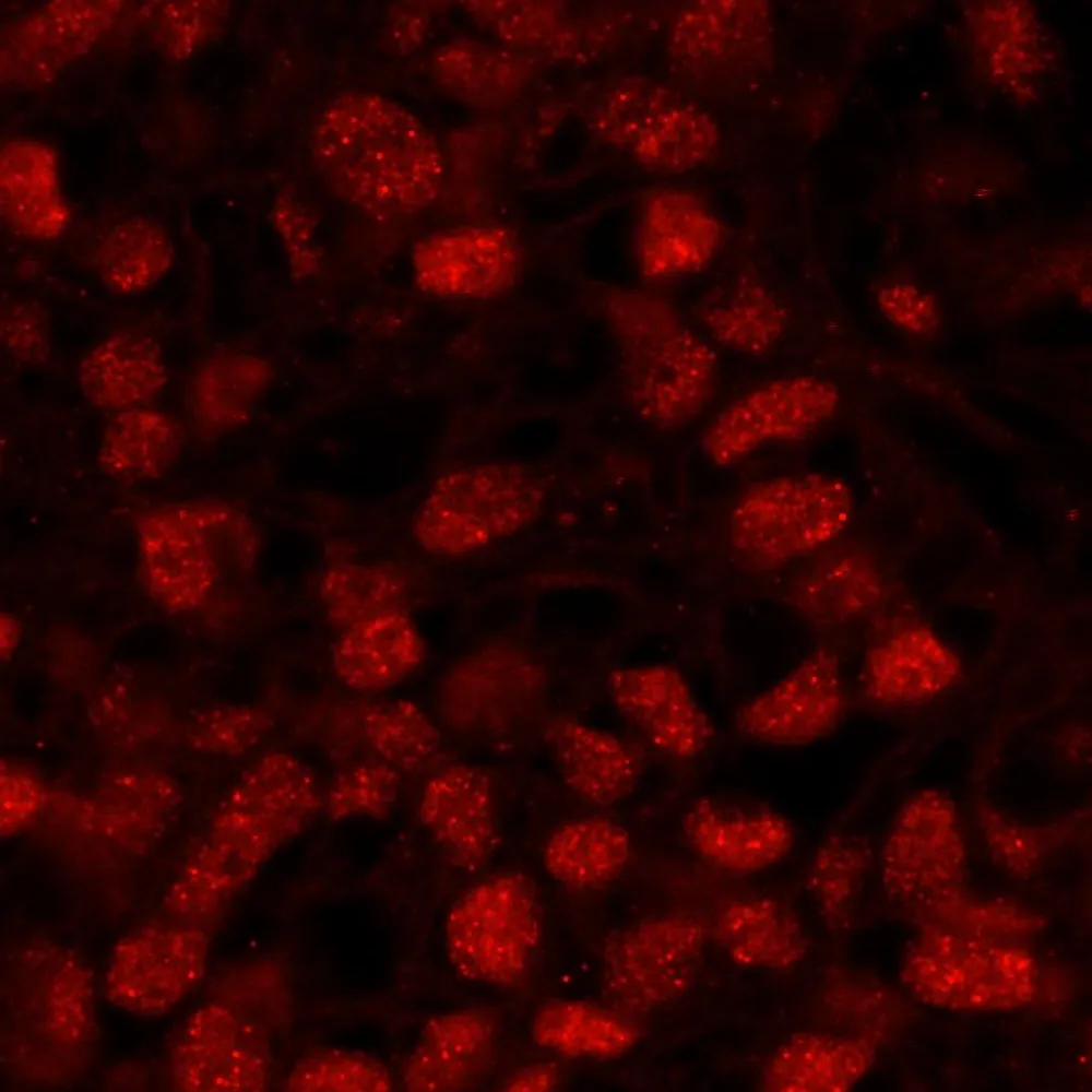 Rabbit anti-FIP1 IHC Antibody, Affinity Purified