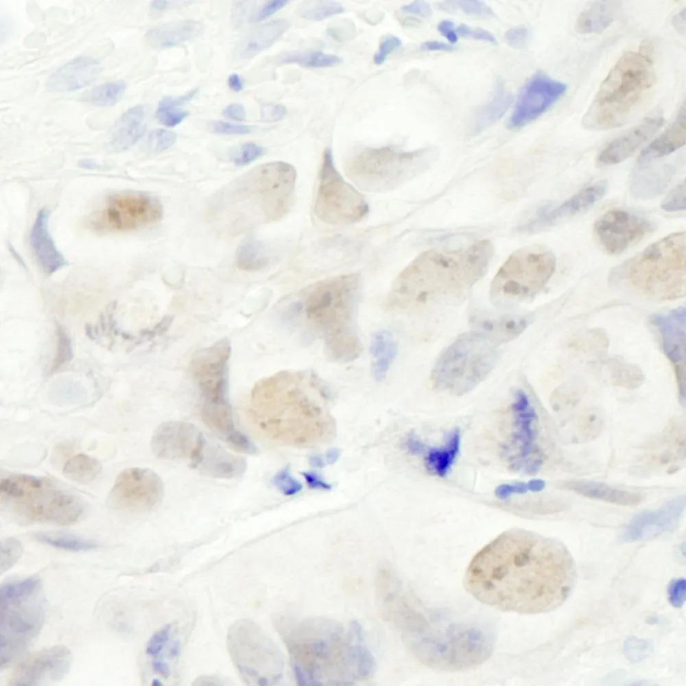 Rabbit anti-Anillin IHC Antibody, Affinity Purified