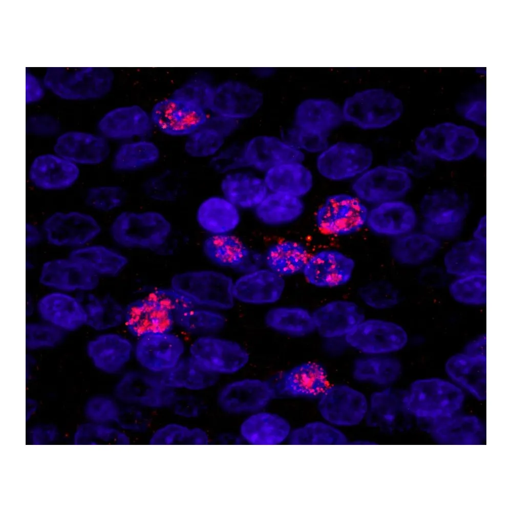 Rabbit anti-ZHX3 IHC Antibody, Affinity Purified