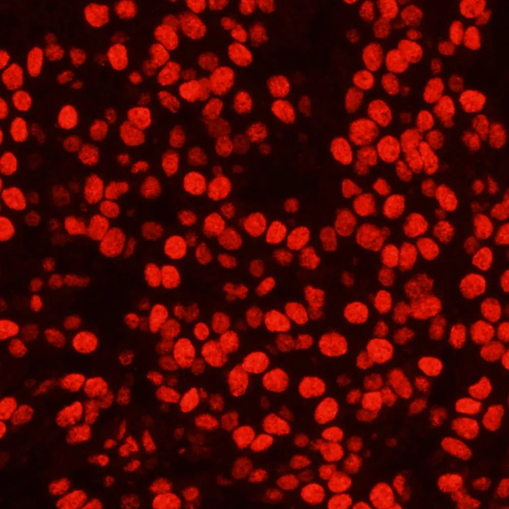 Rabbit anti-PSF/SFPQ IHC Antibody, Affinity Purified