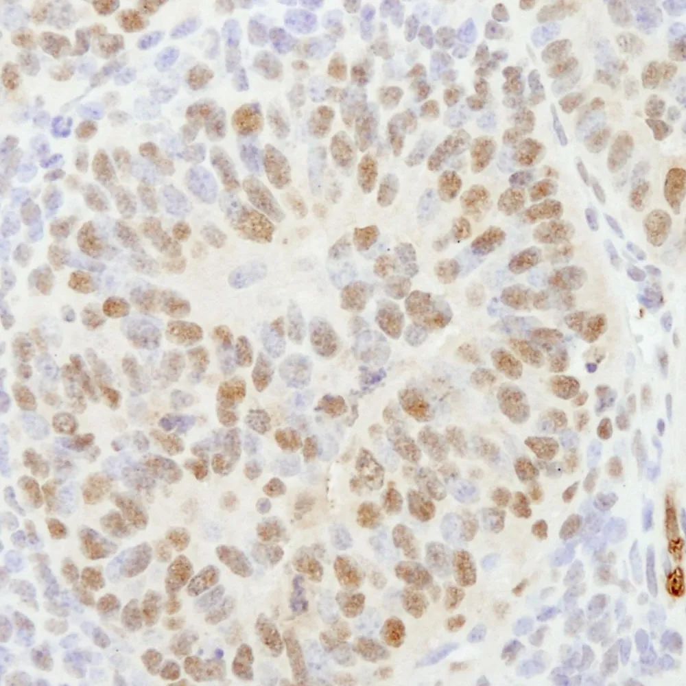 Rabbit anti-CPSF160 IHC Antibody, Affinity Purified