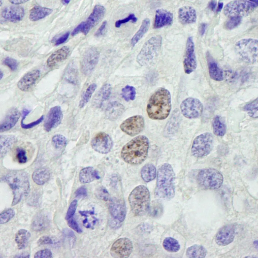 Rabbit anti-INT11 IHC Antibody, Affinity Purified