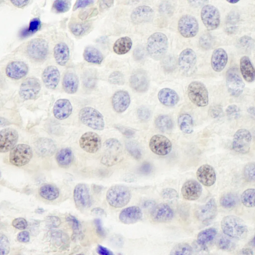 Rabbit anti-INT4 IHC Antibody, Affinity Purified