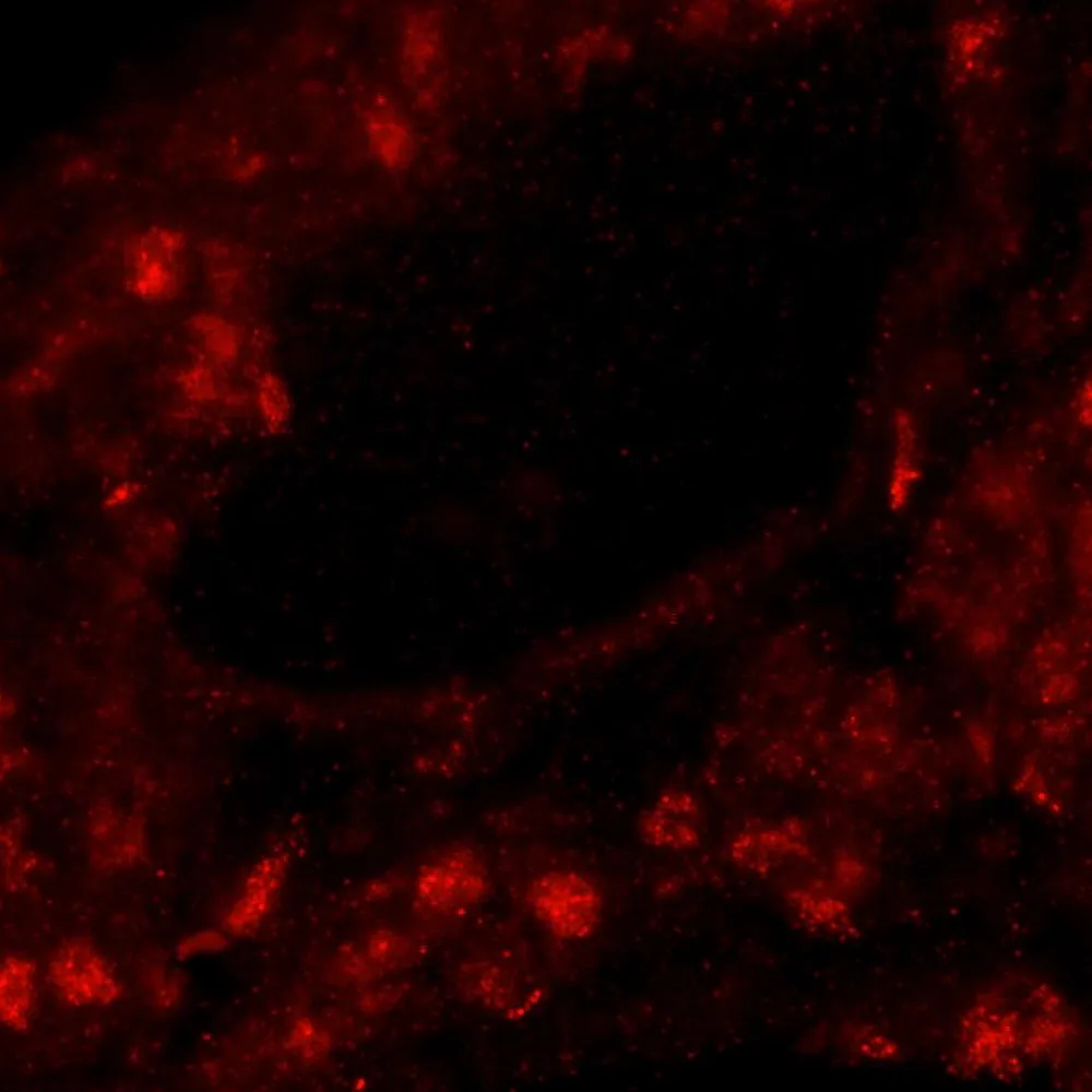 Rabbit anti-ZNF318/TZF IHC Antibody, Affinity Purified