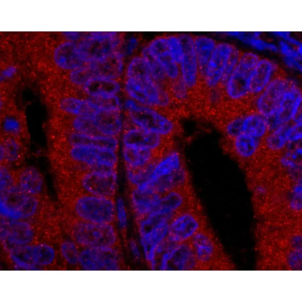 Rabbit anti-USP5/IsoT IHC Antibody, Affinity Purified