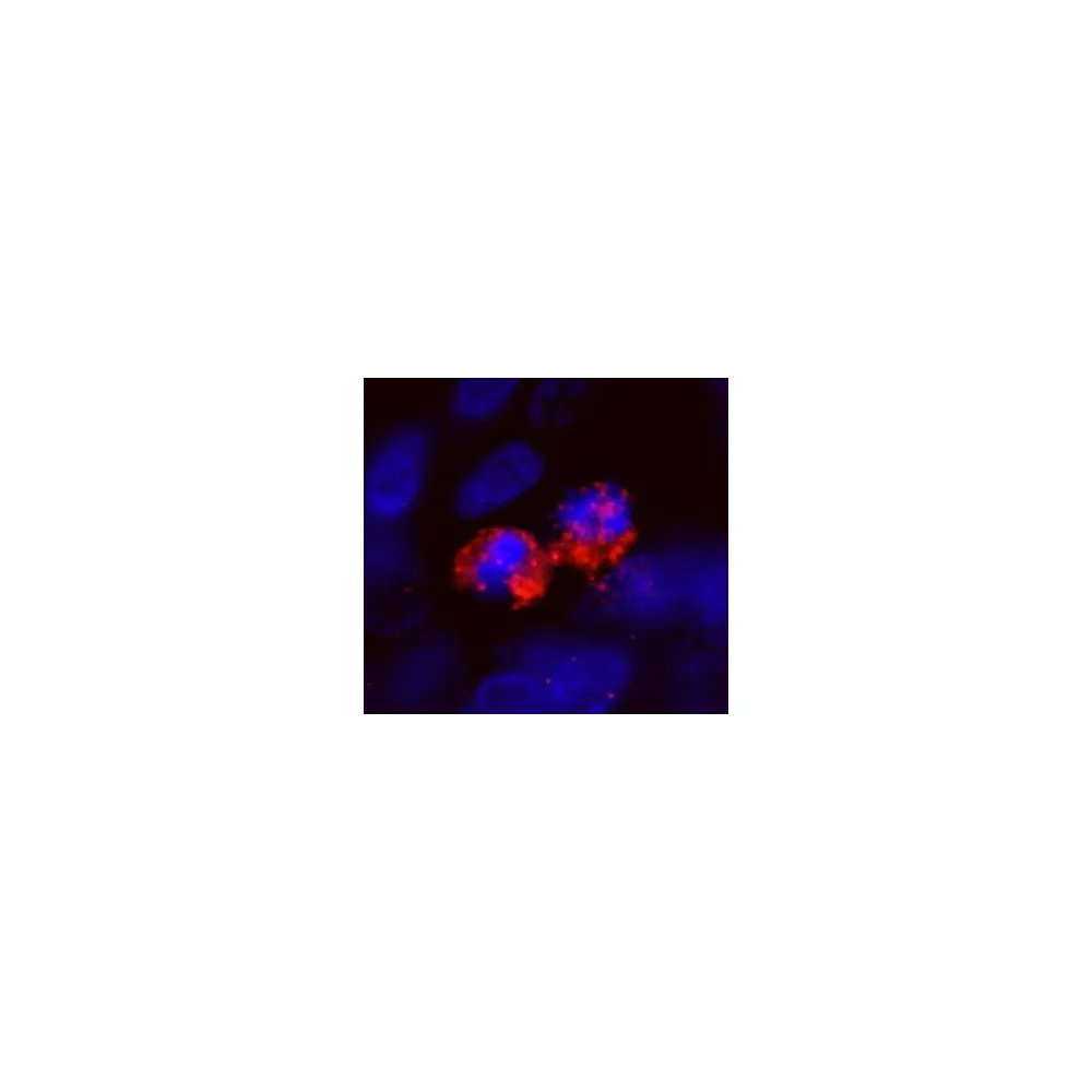 Rabbit anti-CENP-F/Mitosin IHC Antibody, Affinity Purified
