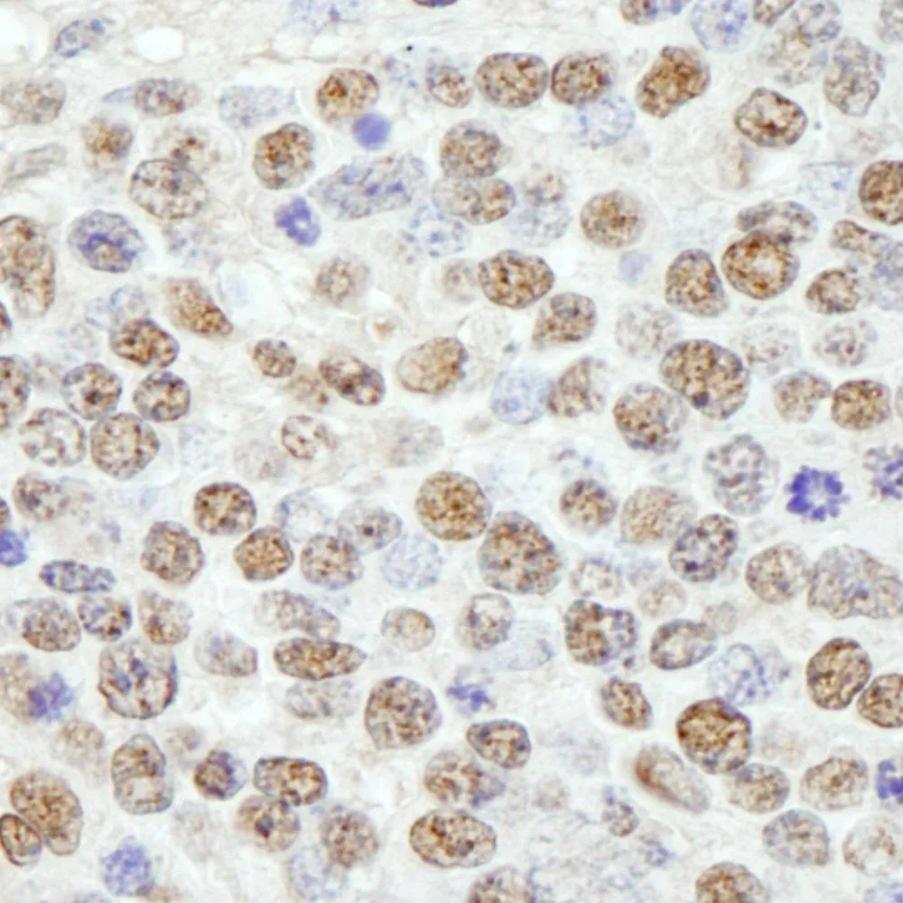 Rabbit anti-SF3b145/SAP145 IHC Antibody, Affinity Purified