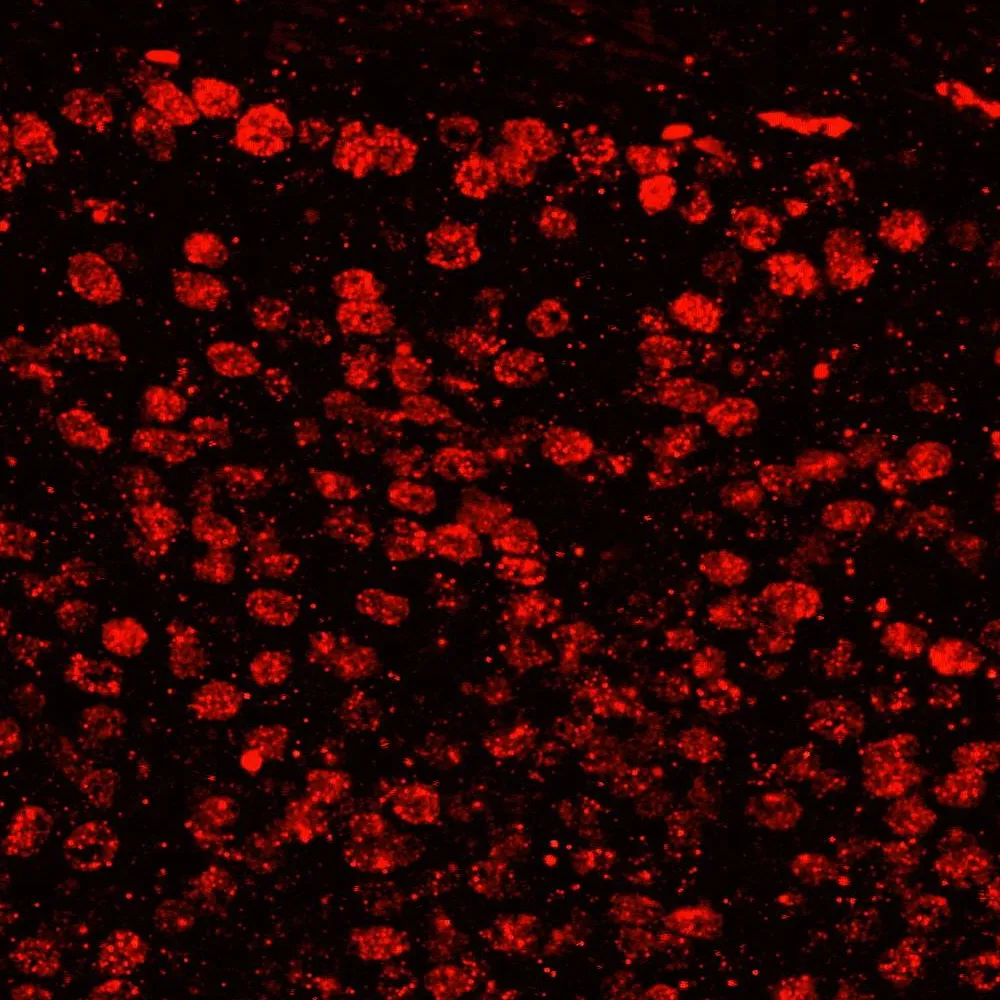 Rabbit anti-SFRS14 IHC Antibody, Affinity Purified