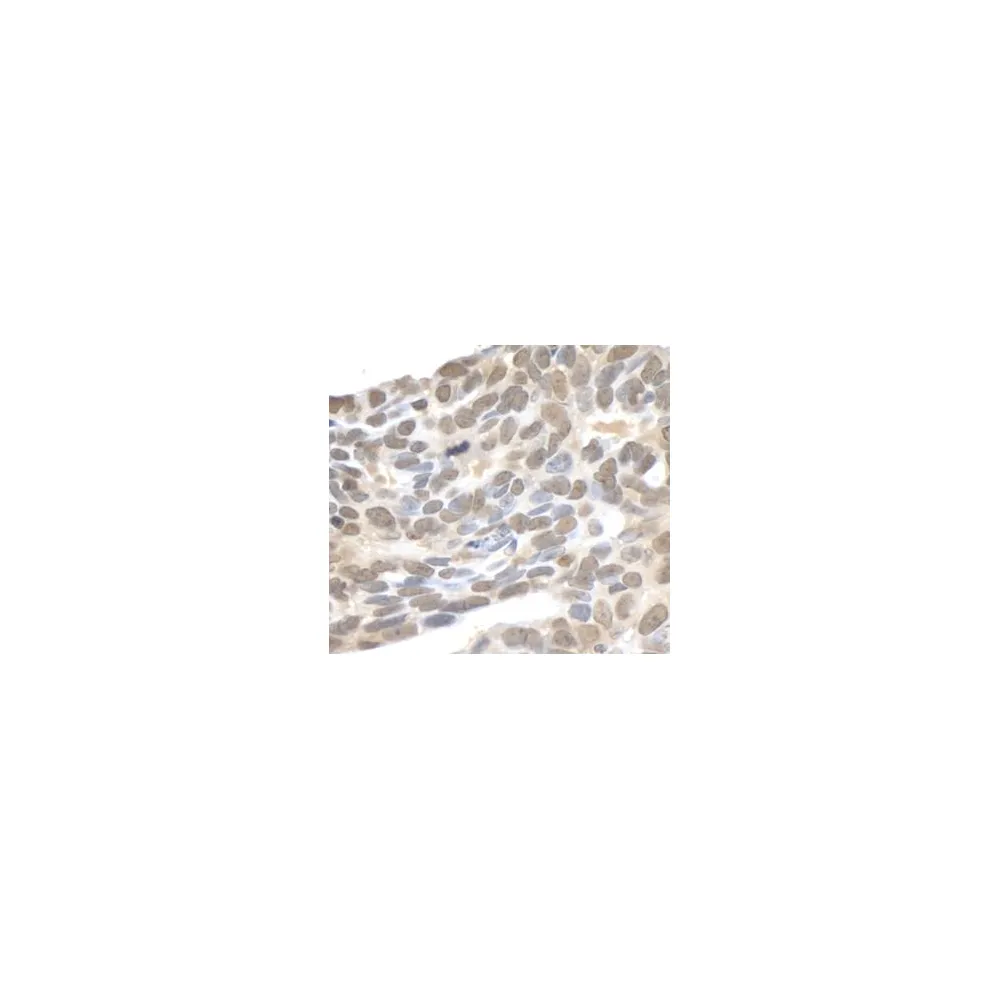 Rabbit anti-XPA IHC Antibody, Affinity Purified