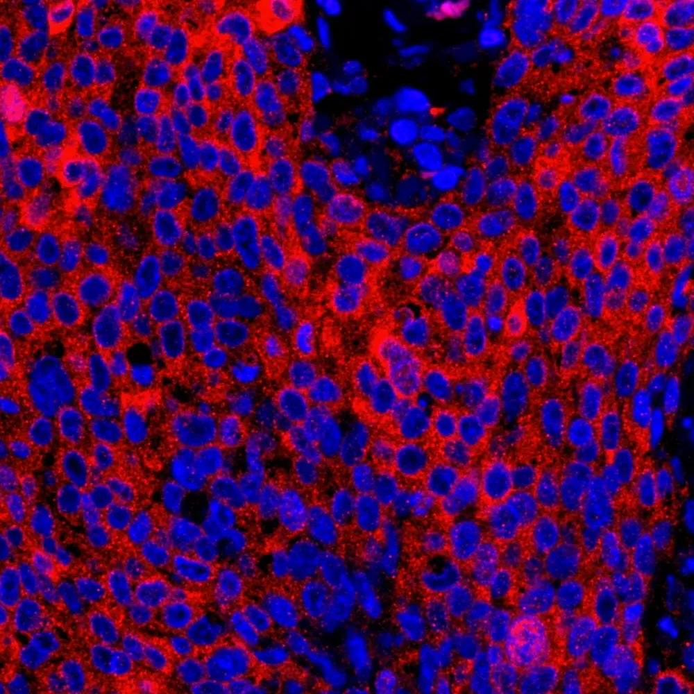 Rabbit anti-14-3-3 Sigma IHC Antibody, Affinity Purified
