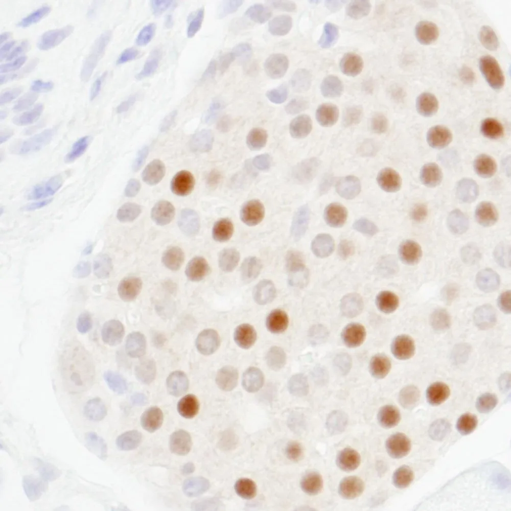Rabbit anti-MafA IHC Antibody, Affinity Purified