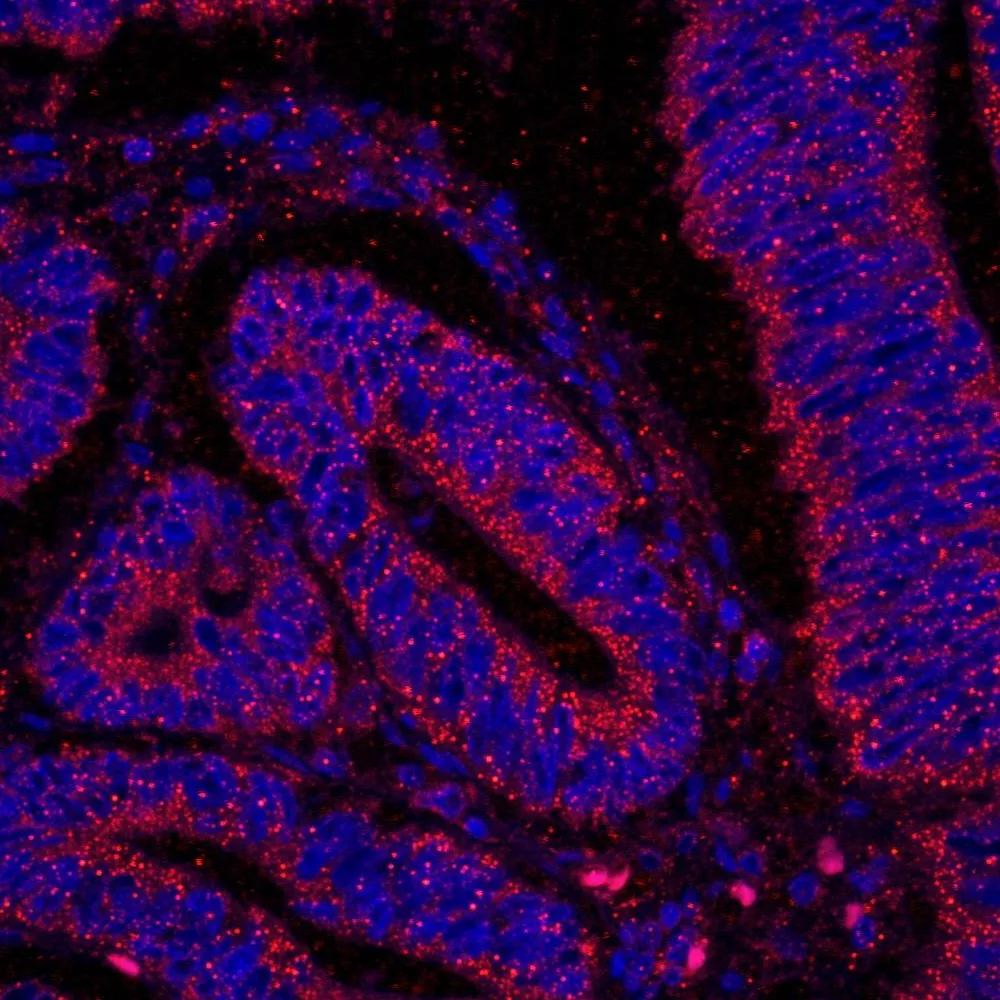 Rabbit anti-PTEN IHC Antibody, Affinity Purified