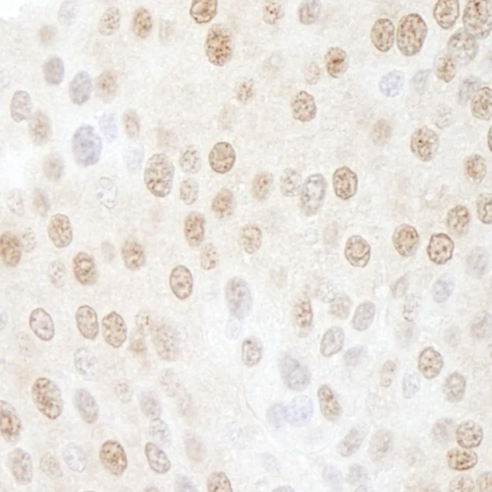 Rabbit anti-CSN5 IHC Antibody, Affinity Purified