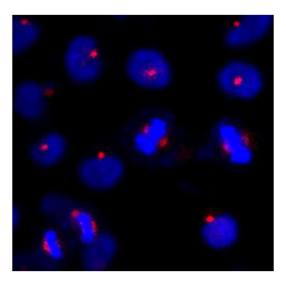 Rabbit anti-CEP131/AZ1 IHC Antibody, Affinity Purified