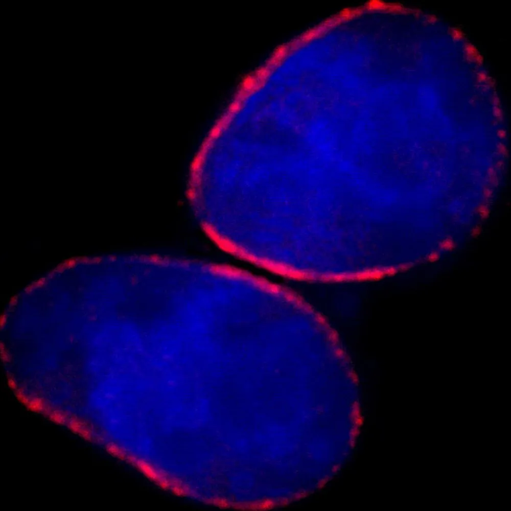Rabbit anti-NUP153 IHC Antibody, Affinity Purified
