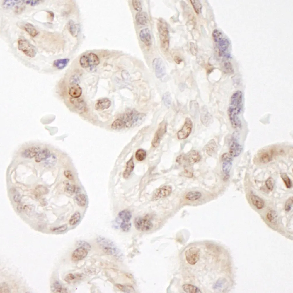 Rabbit anti-NELFA IHC Antibody, Affinity Purified