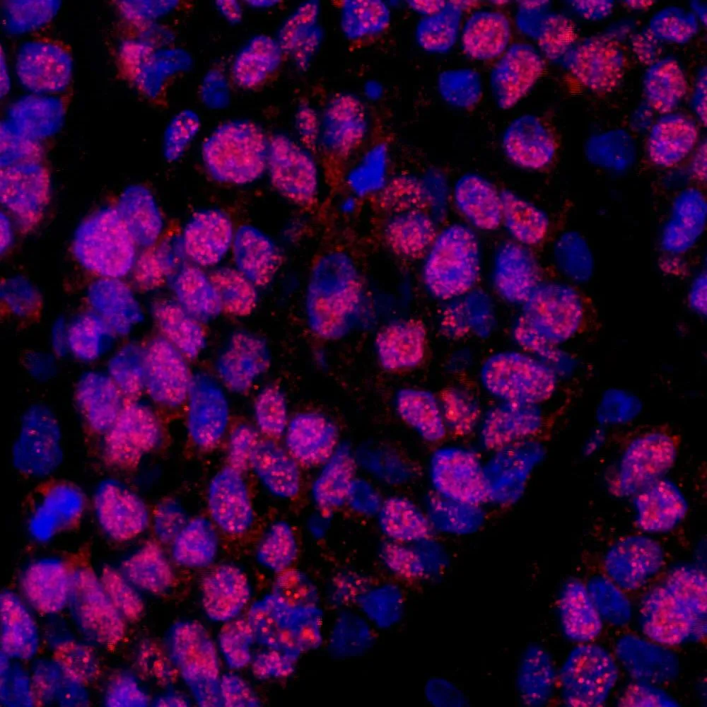 Rabbit anti-COBRA1 IHC Antibody, Affinity Purified