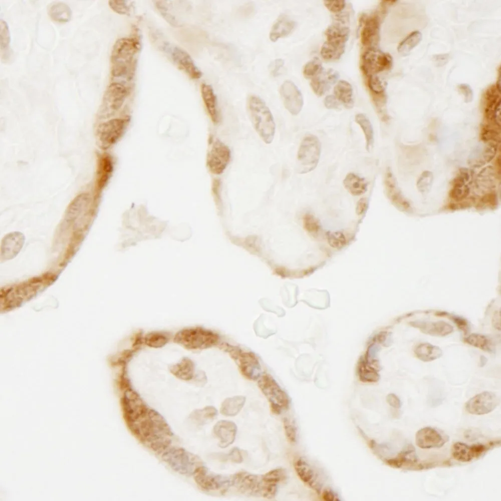 Rabbit anti-NELFE IHC Antibody, Affinity Purified
