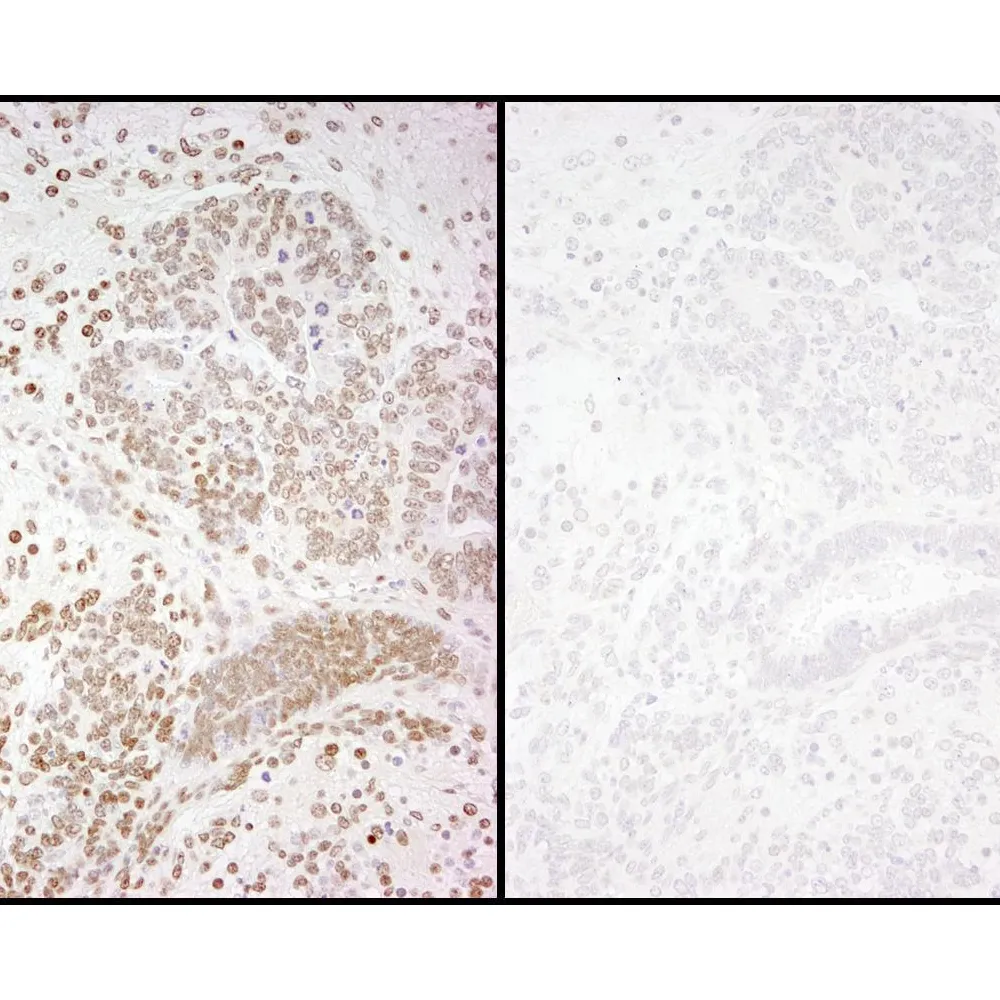 Rabbit anti-Phospho RNA Polymerase II (S2) IHC Antibody, Affinity Purified
