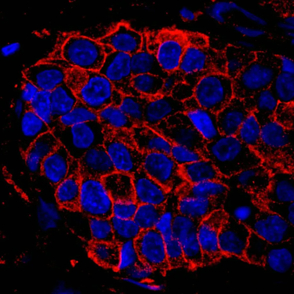 Rabbit anti-IQGAP1 IHC Antibody, Affinity Purified