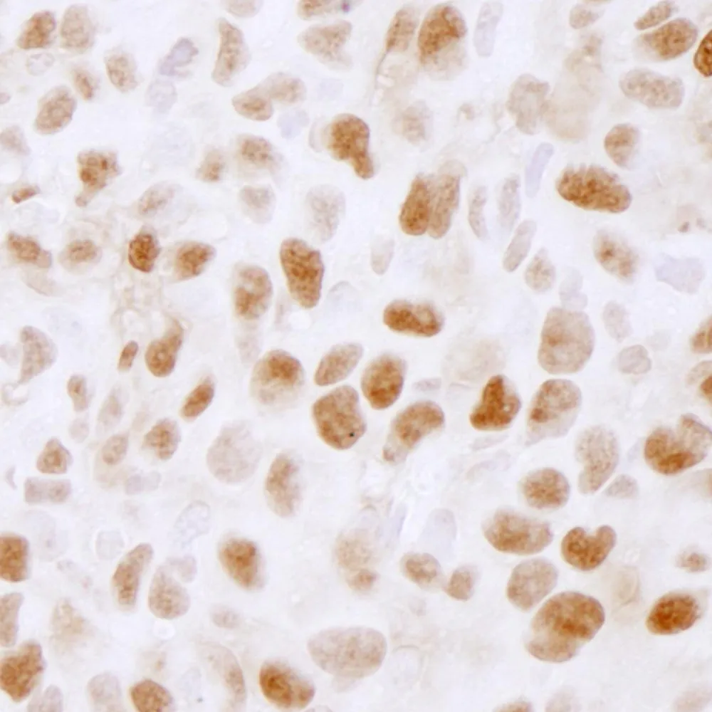 Rabbit anti-PLRG1 IHC Antibody, Affinity Purified