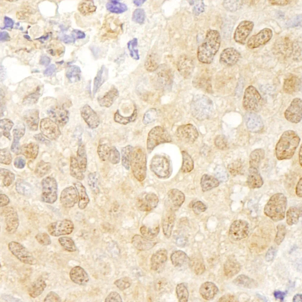 Rabbit anti-cAbl IHC Antibody, affinity purified