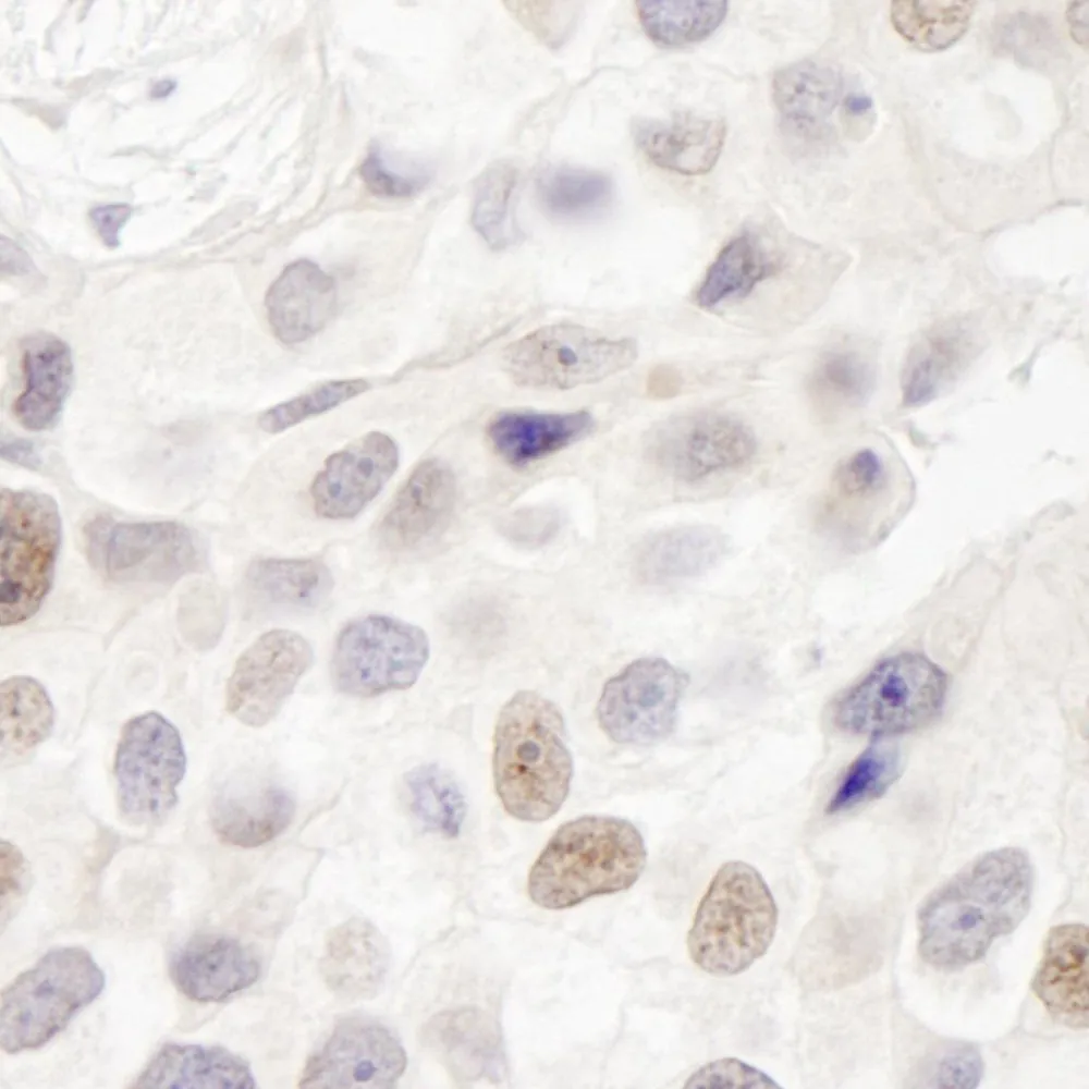 Rabbit anti-INT7 IHC Antibody, Affinity Purified