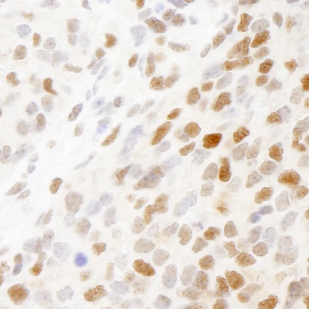 Rabbit anti-RPA32 IHC Antibody, Affinity Purified