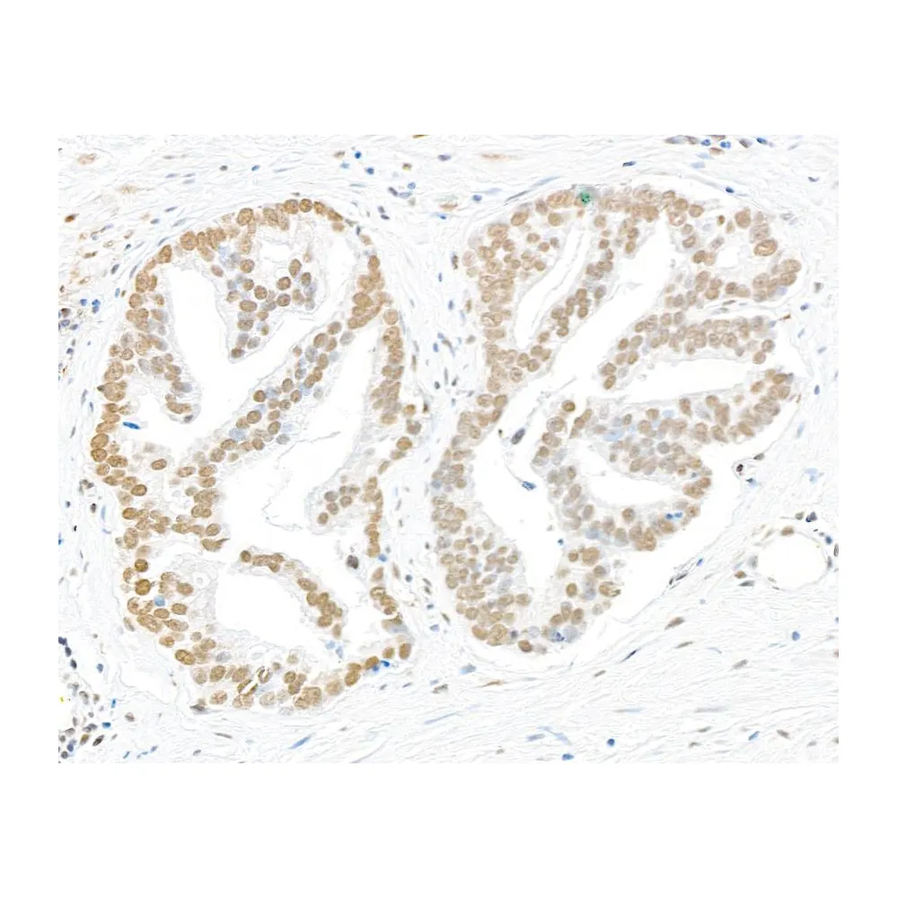 Rabbit anti-Phospho RPA32 (S4/S8) IHC Antibody, Affinity Purified