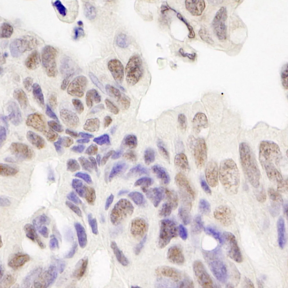 Rabbit anti-Tat-SF1 IHC Antibody, Affinity Purified